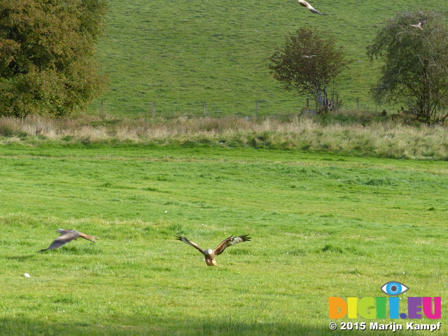 FZ023533 Red kites (Milvus milvus) feeding